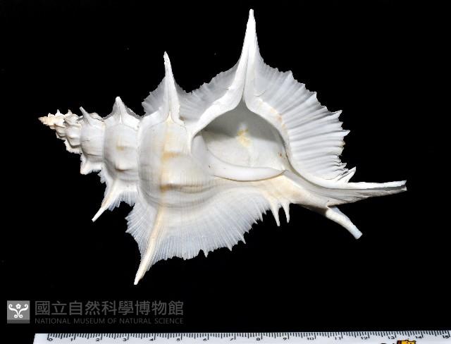 岩石芭蕉螺藏品圖，第5張