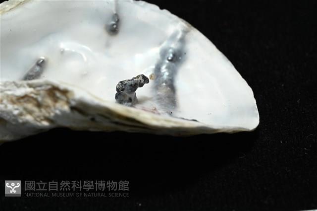 大牡蠣(葡萄牙牡蠣)藏品圖，第5張
