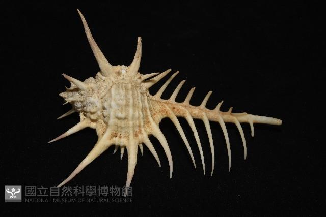 黑刺骨螺藏品圖，第5張