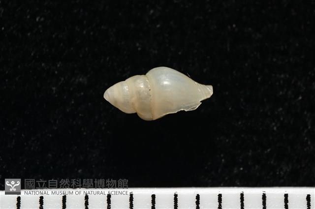 觀音渦筆螺藏品圖，第5張