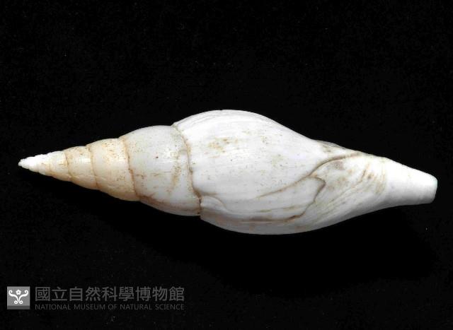 香蕉筆螺藏品圖，第5張