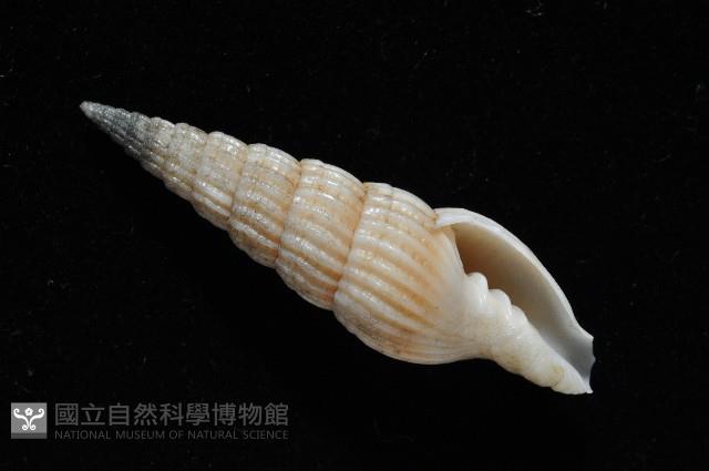 明輝蛹筆螺藏品圖，第5張