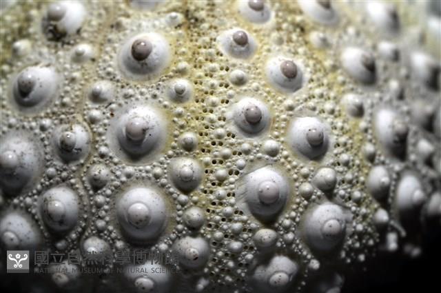 口鰓海膽藏品圖，第5張