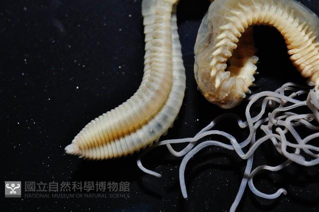 和美乳蟄蟲藏品圖，第5張