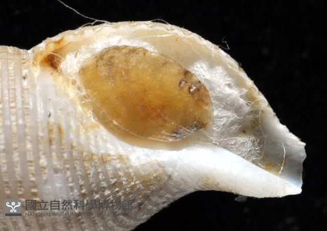 大溪峨螺(新種)藏品圖，第5張