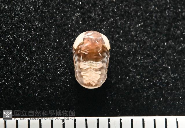 奇妙摩氏球馬陸藏品圖，第5張