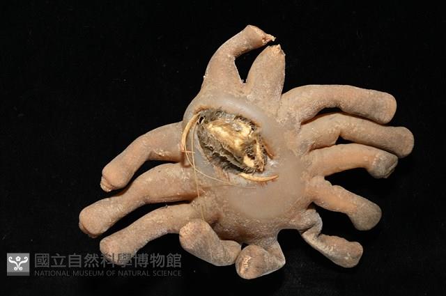 寄居蟹鞘群海葵藏品圖，第5張