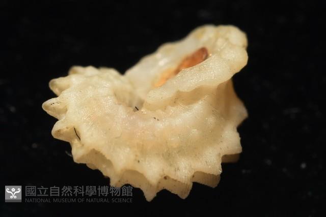 綠島花冠螺藏品圖，第5張