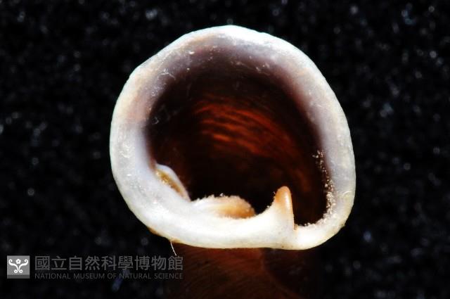 暗昏大傘口煙管蝸牛藏品圖，第5張