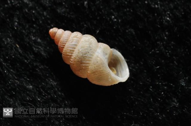石山芝麻蝸藏品圖，第5張