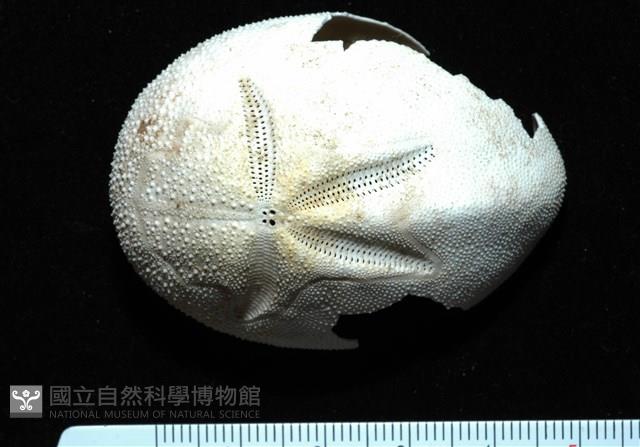 脊背壺海膽藏品圖，第5張