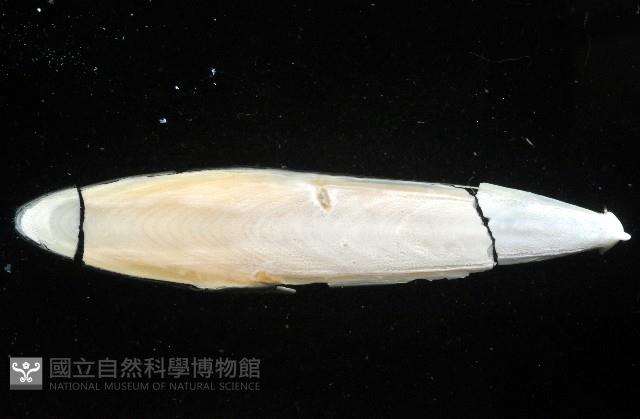 叉尾烏賊藏品圖，第5張