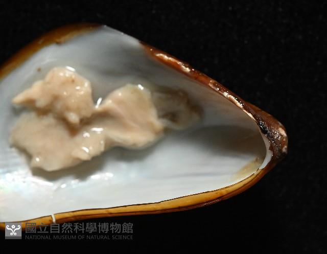 深海殼菜蛤的一種藏品圖，第5張