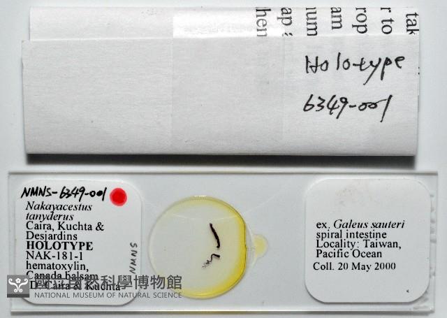 新種鯊魚絛蟲-01藏品圖，第5張