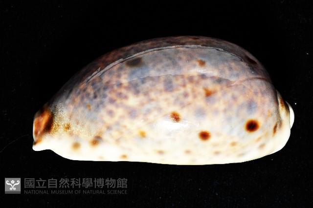 山貓寶螺藏品圖，第5張