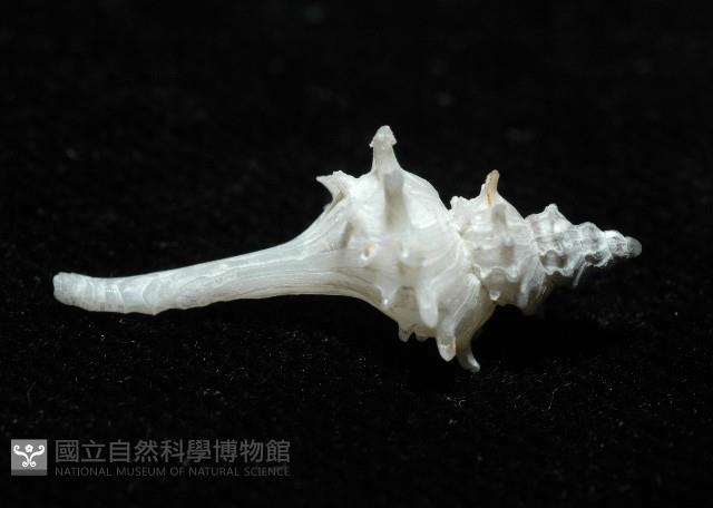 柯孫骨螺(新種)藏品圖，第5張