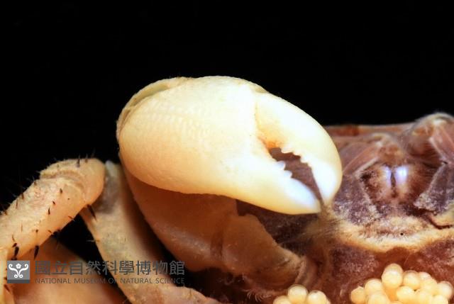 珊瑚擬相手蟹藏品圖，第5張