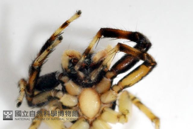 多色金毛蛛藏品圖，第5張