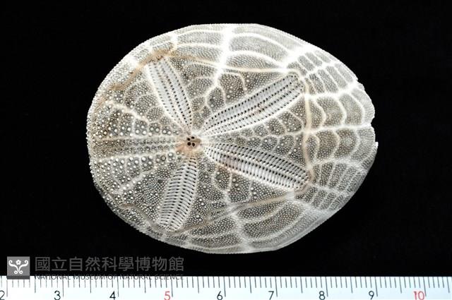 心形海壺藏品圖，第5張