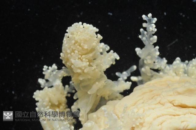 簇飾大結海葵藏品圖，第5張
