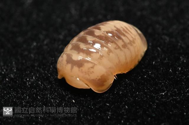 雙色木球馬陸藏品圖，第5張