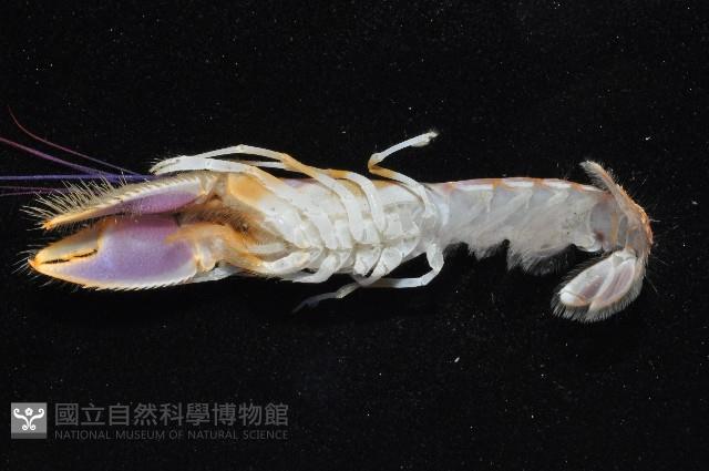 長眼阿蛄蝦藏品圖，第5張