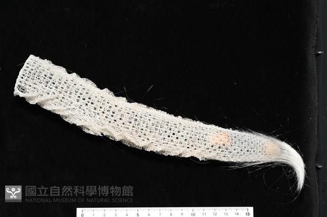 未知種偕老同穴海綿藏品圖，第1張