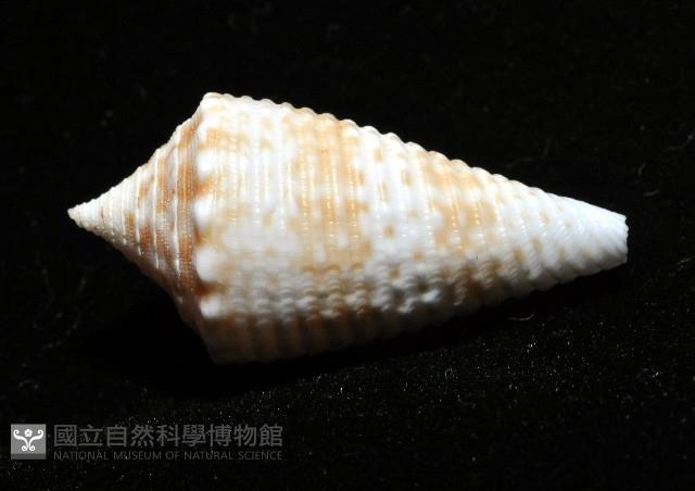 土生芋螺(新種)藏品圖，第5張
