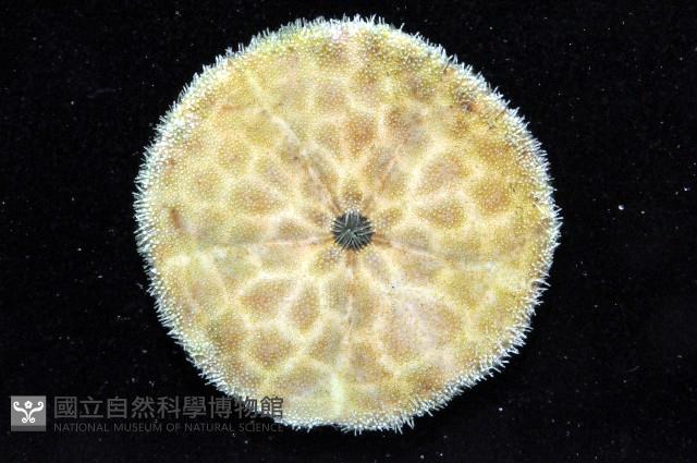 盾形網溝海膽藏品圖，第5張
