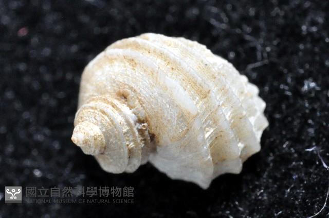 呂氏堡螺藏品圖，第5張