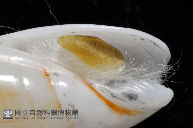 柏生彈頭螺藏品圖，第5張