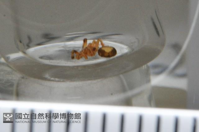 斑點微姬蜘藏品圖，第5張