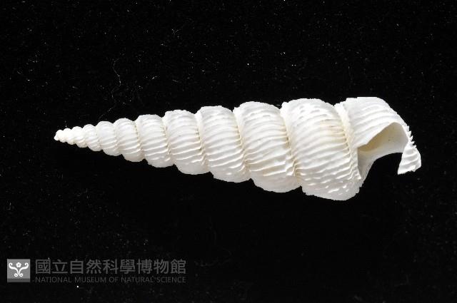 新種綺螄螺藏品圖，第5張