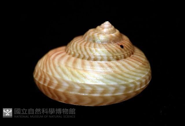 雲紋鐘螺藏品圖，第5張