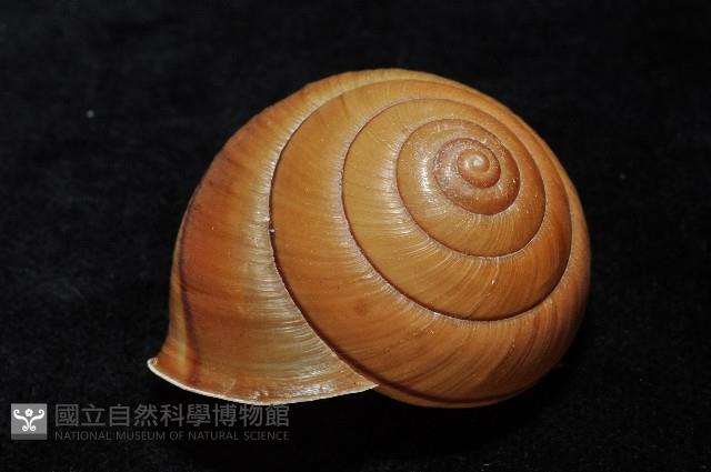 金崙栗蝸藏品圖，第5張