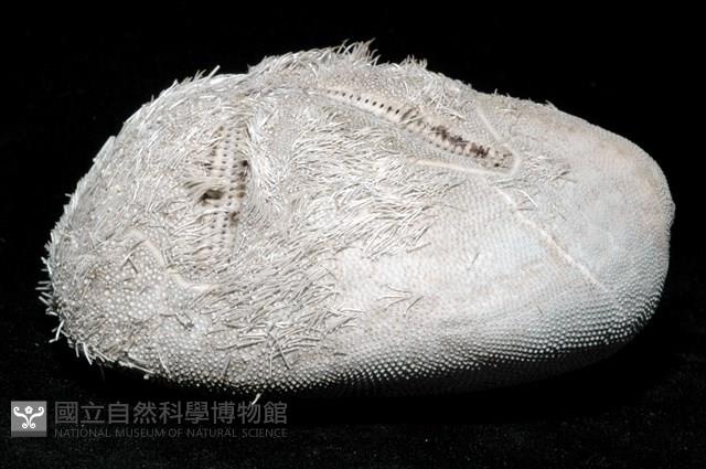 心形海壺藏品圖，第5張