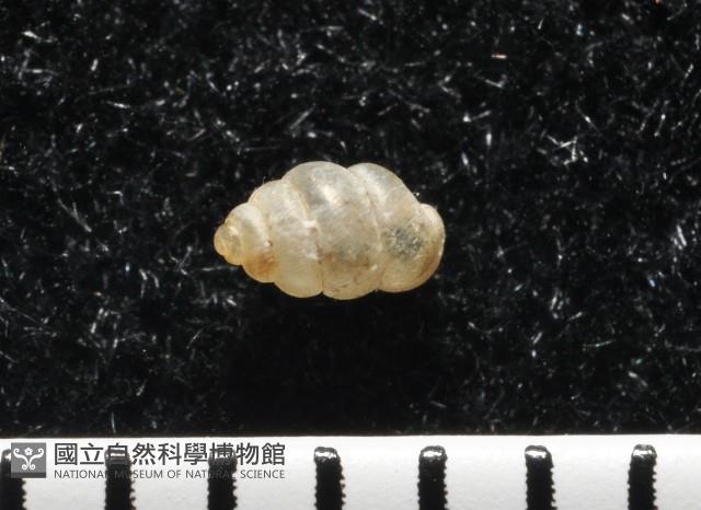 高山台灣芝麻蝸牛藏品圖，第5張