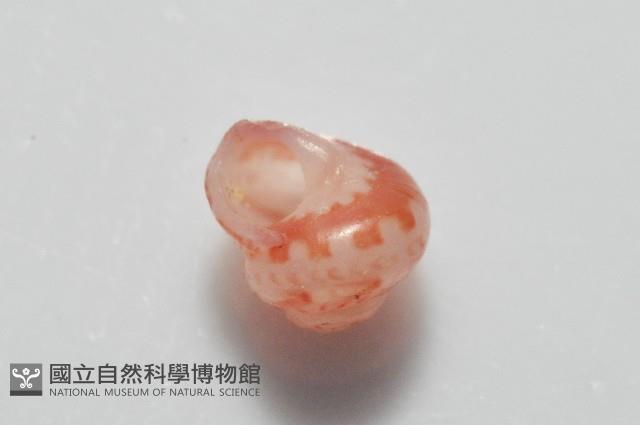 夏伊拉蠑螺藏品圖，第5張