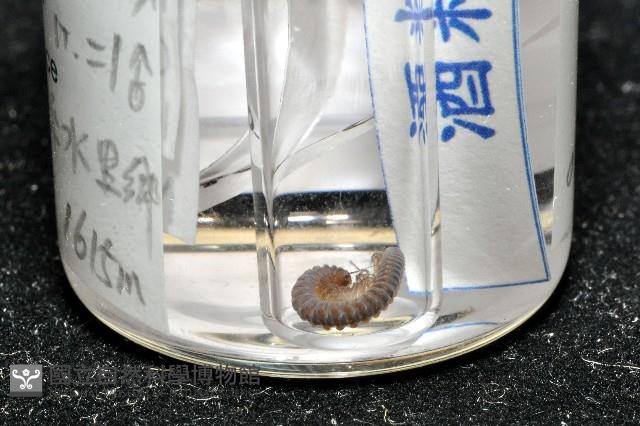 鋸齒東京泡馬陸藏品圖，第5張