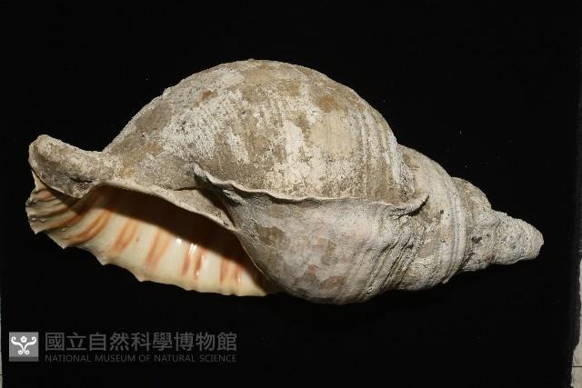 大法螺藏品圖，第5張