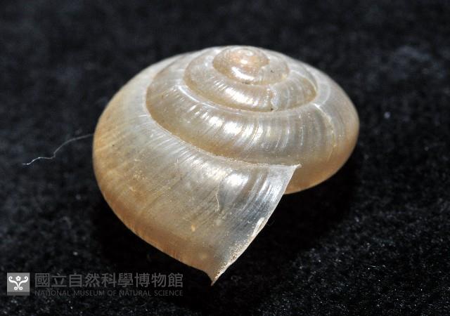 阿禮高腰蝸牛藏品圖，第5張