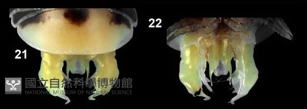 曲趾木球馬陸藏品圖，第5張