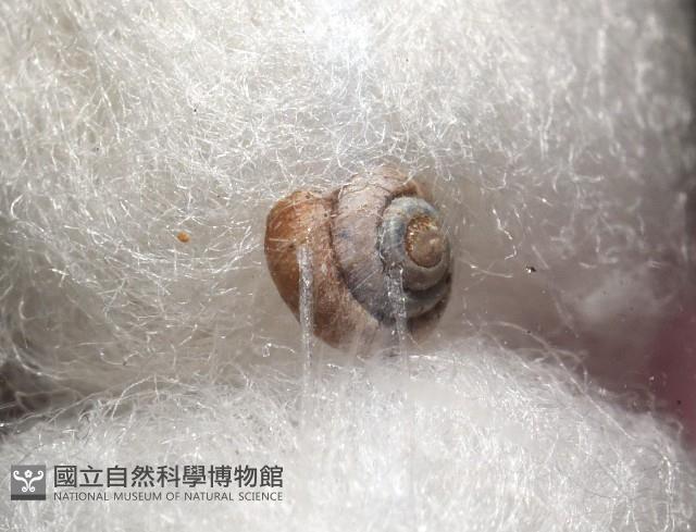 知本錐塔螺藏品圖，第5張