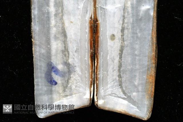 (新種)蟶蛤藏品圖，第5張