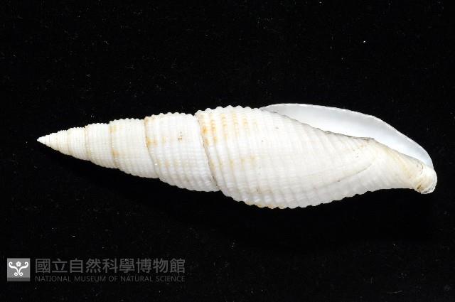 美少女筆螺藏品圖，第5張