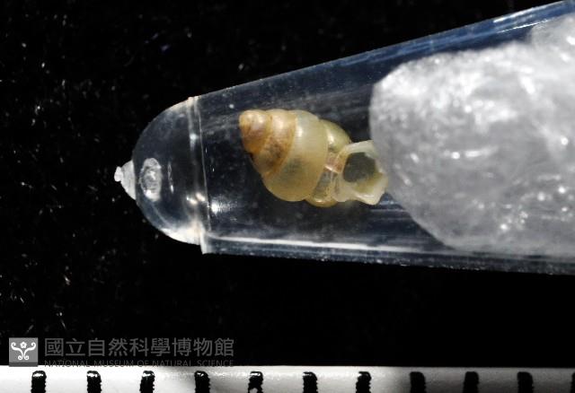 早板芝麻蝸牛藏品圖，第5張