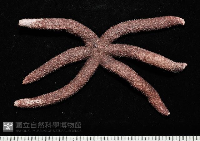 呂宋棘海星藏品圖，第5張