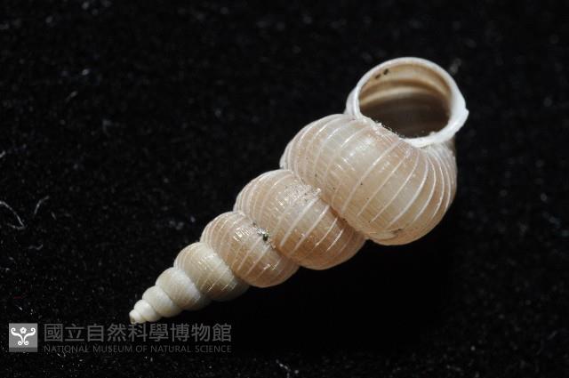 銹底海螄螺藏品圖，第5張