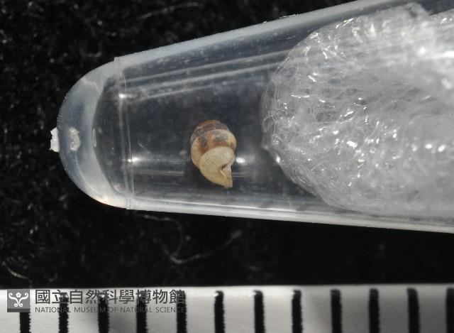 下齒芝麻蝸牛藏品圖，第5張