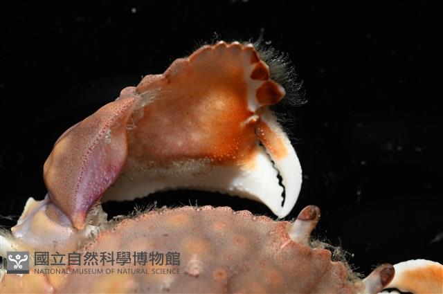 圓盾饅頭蟹藏品圖，第5張